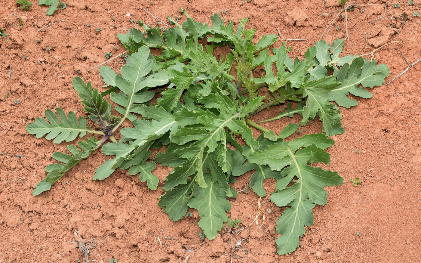 Image of Crambe orientalis specimen.