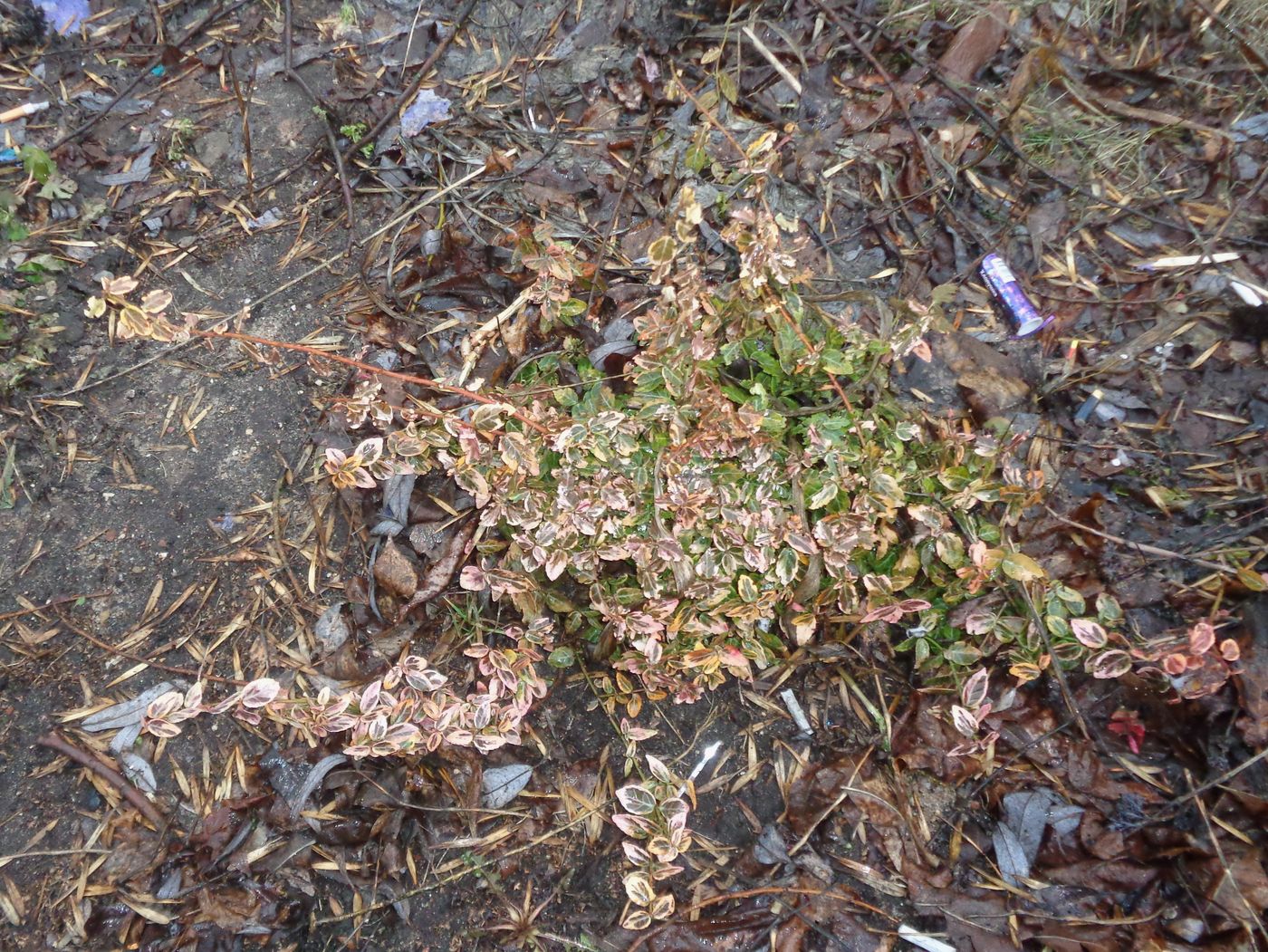 Изображение особи Euonymus fortunei.