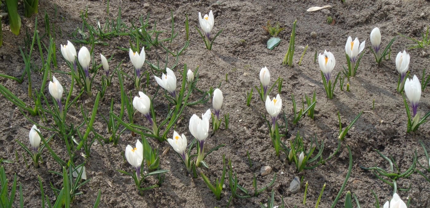 Изображение особи Crocus vernus.