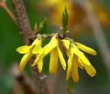 род Forsythia