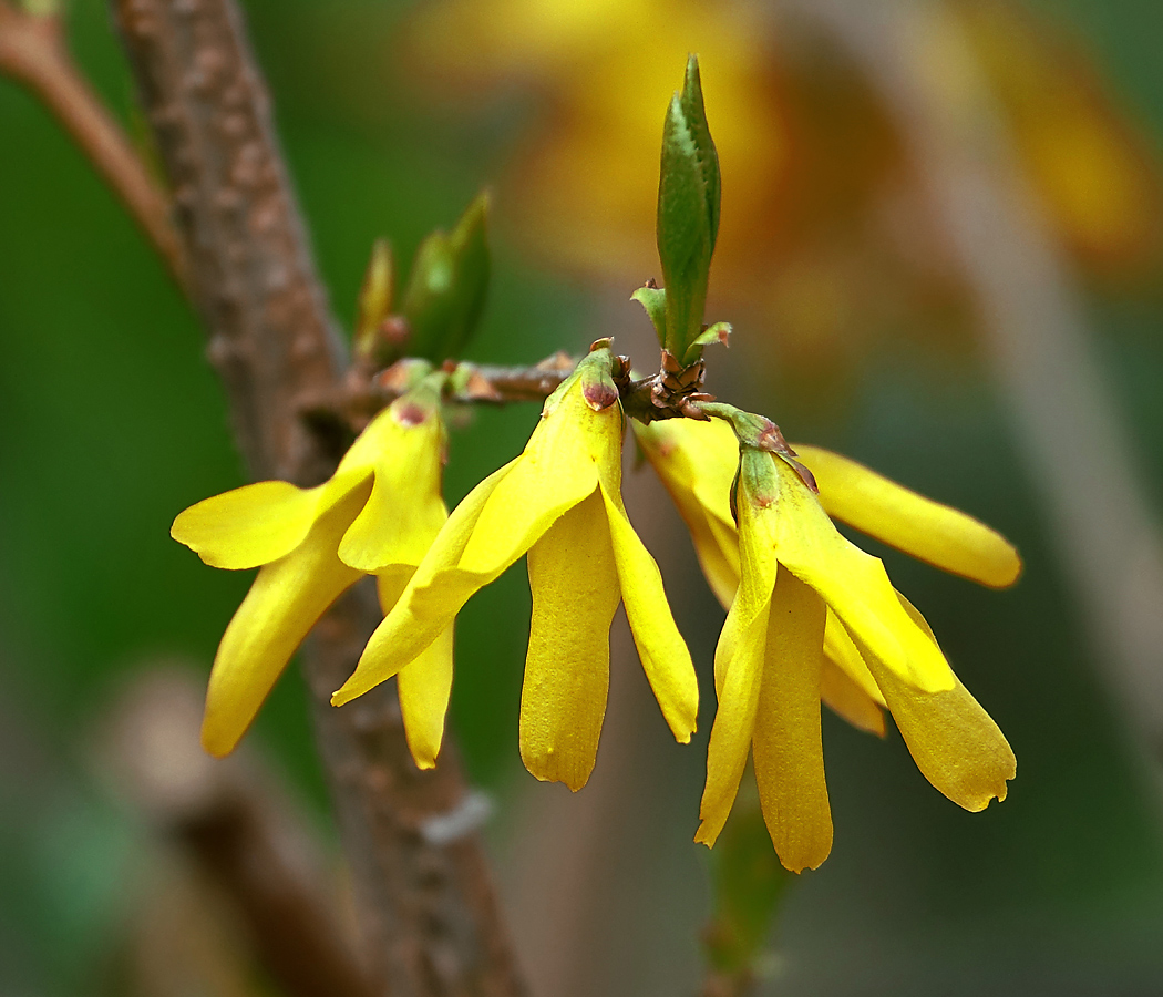 Изображение особи род Forsythia.