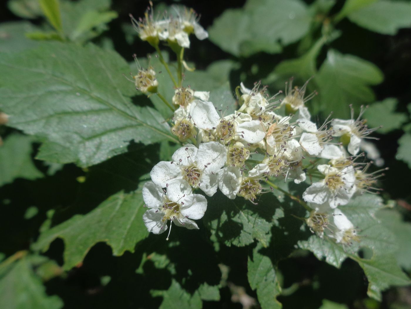 Изображение особи род Crataegus.