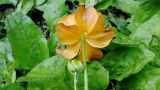 Trollius sachalinensis