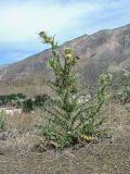 Cirsium echinus. Цветущее растение. Дагестан, Унцукульский р-н, долина Ирганайского вдхр., ок. 700 м н.у.м., каменистый склон. 03.06.2019.