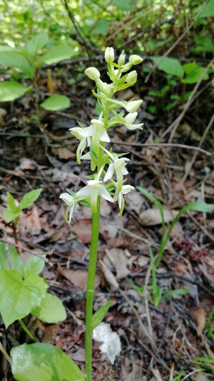 Изображение особи Platanthera metabifolia.