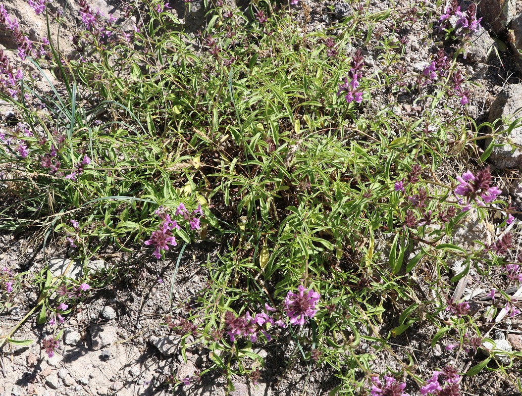 Image of genus Stachys specimen.