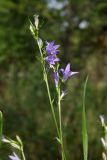 Campanula lambertiana