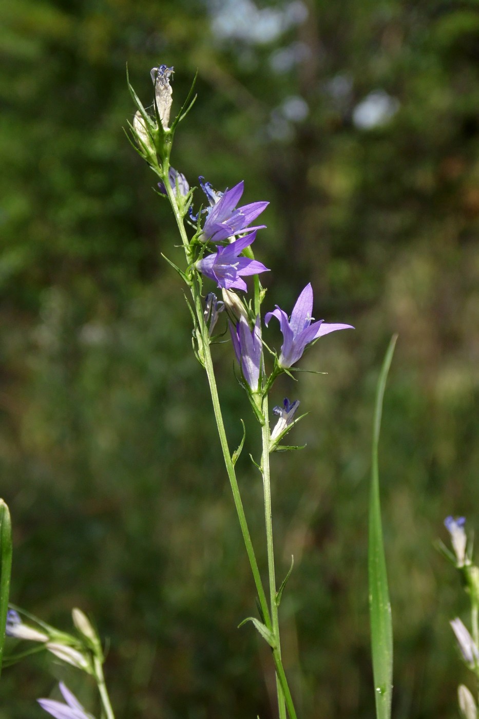 Image of Campanula lambertiana specimen.