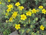 Dasiphora fruticosa. Ветви цветущего растения. Дагестан, Левашинский р-н, окр. с. Леваши, ок. 1400 м н.у.м., каменистый склон. 09.06.2019.