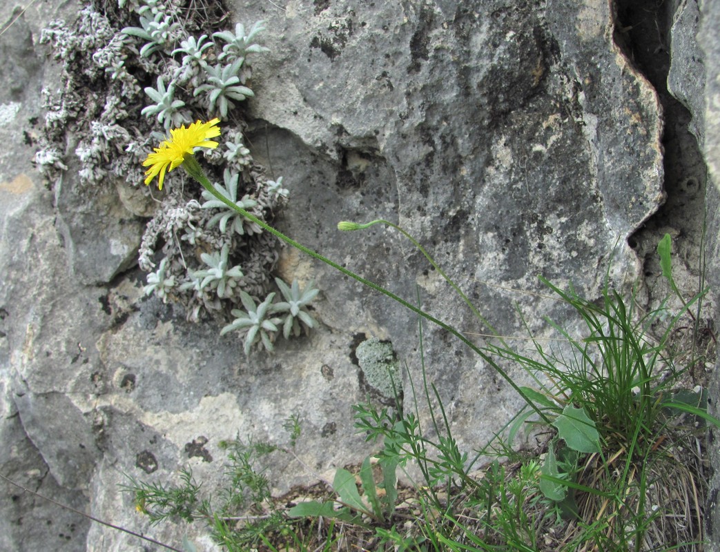 Image of Leontodon hispidus specimen.