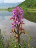 Dactylorhiza salina. Соцветие. Восточный Казахстан, Южный Алтай, сев. подножья хр. Сарымсакты, Бухтарминская впадина, берег разлива термального ручья. 3 июля 2012 г.