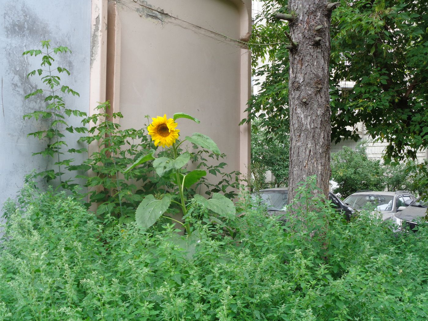 Изображение особи Helianthus annuus.