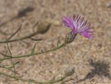 Centaurea odessana. Соцветие. Краснодарский край, ГО Анапа, окр. ст. Благовещенская, приморские песчаные дюны. 06.08.2019.