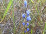 Gentianopsis doluchanovii