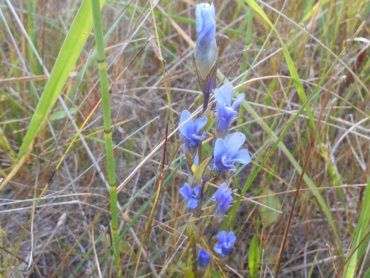 Image of Gentianopsis doluchanovii specimen.