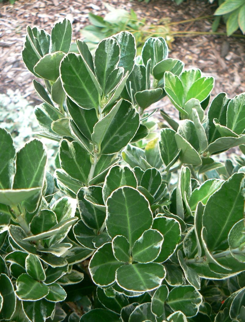 Image of Euonymus japonicus specimen.