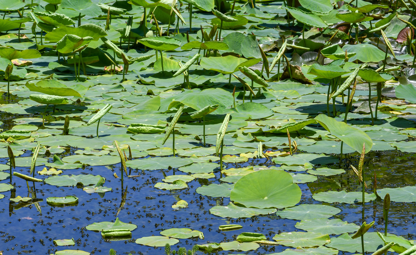 Image of Nelumbo nucifera specimen.