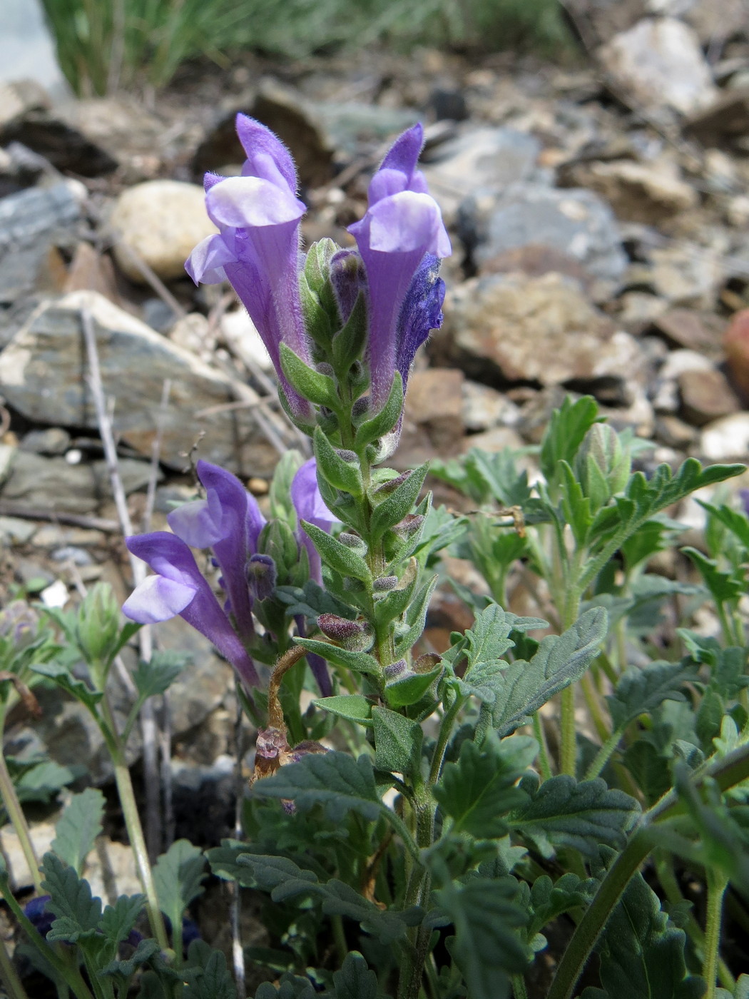 Image of Scutellaria tuvensis specimen.