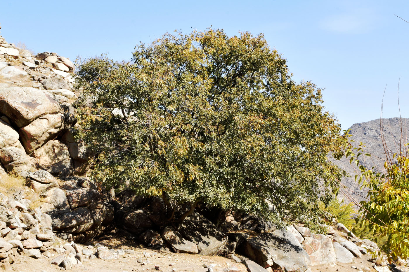 Image of Celtis caucasica specimen.