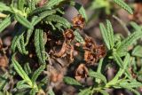 Cistus monspeliensis