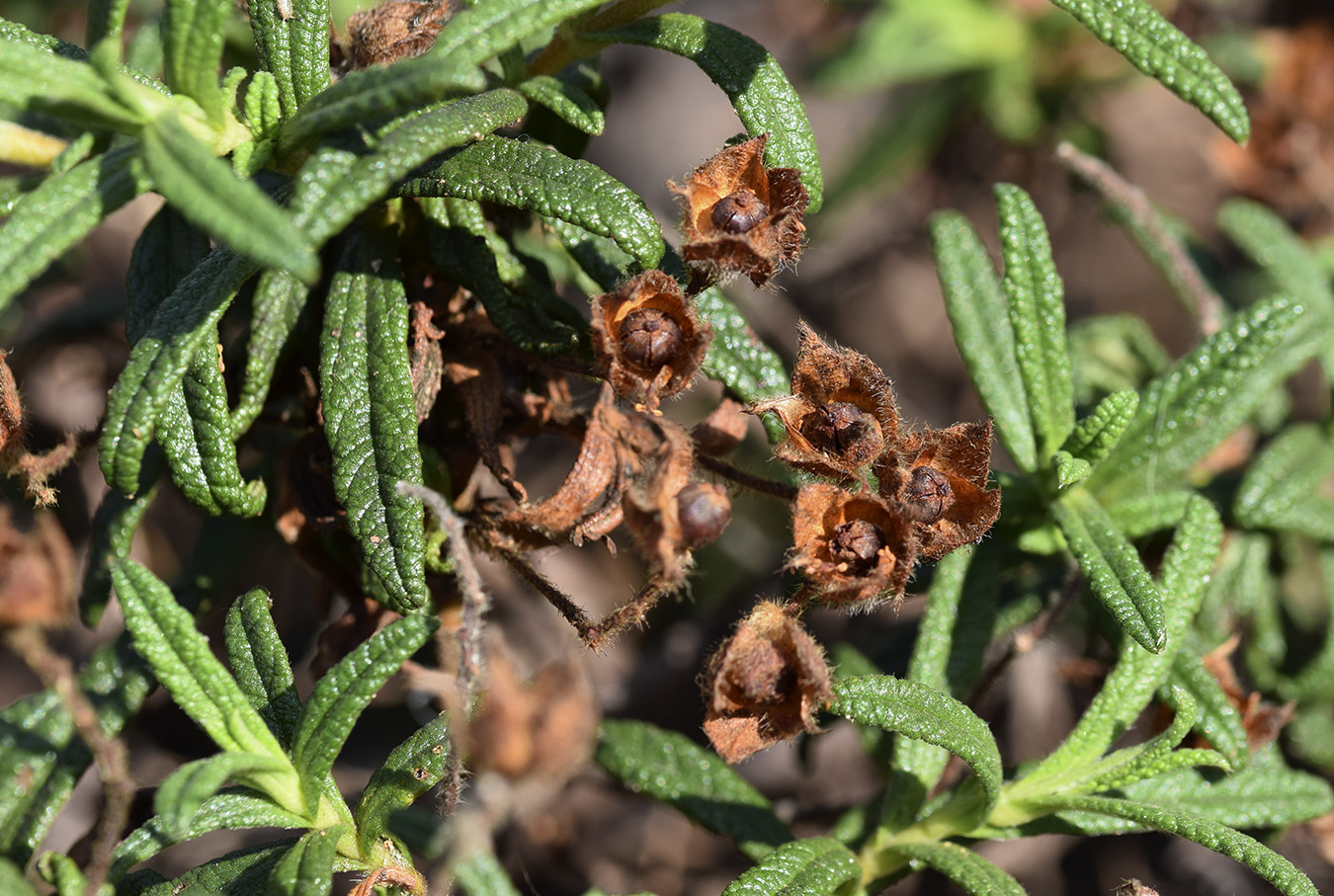 Изображение особи Cistus monspeliensis.