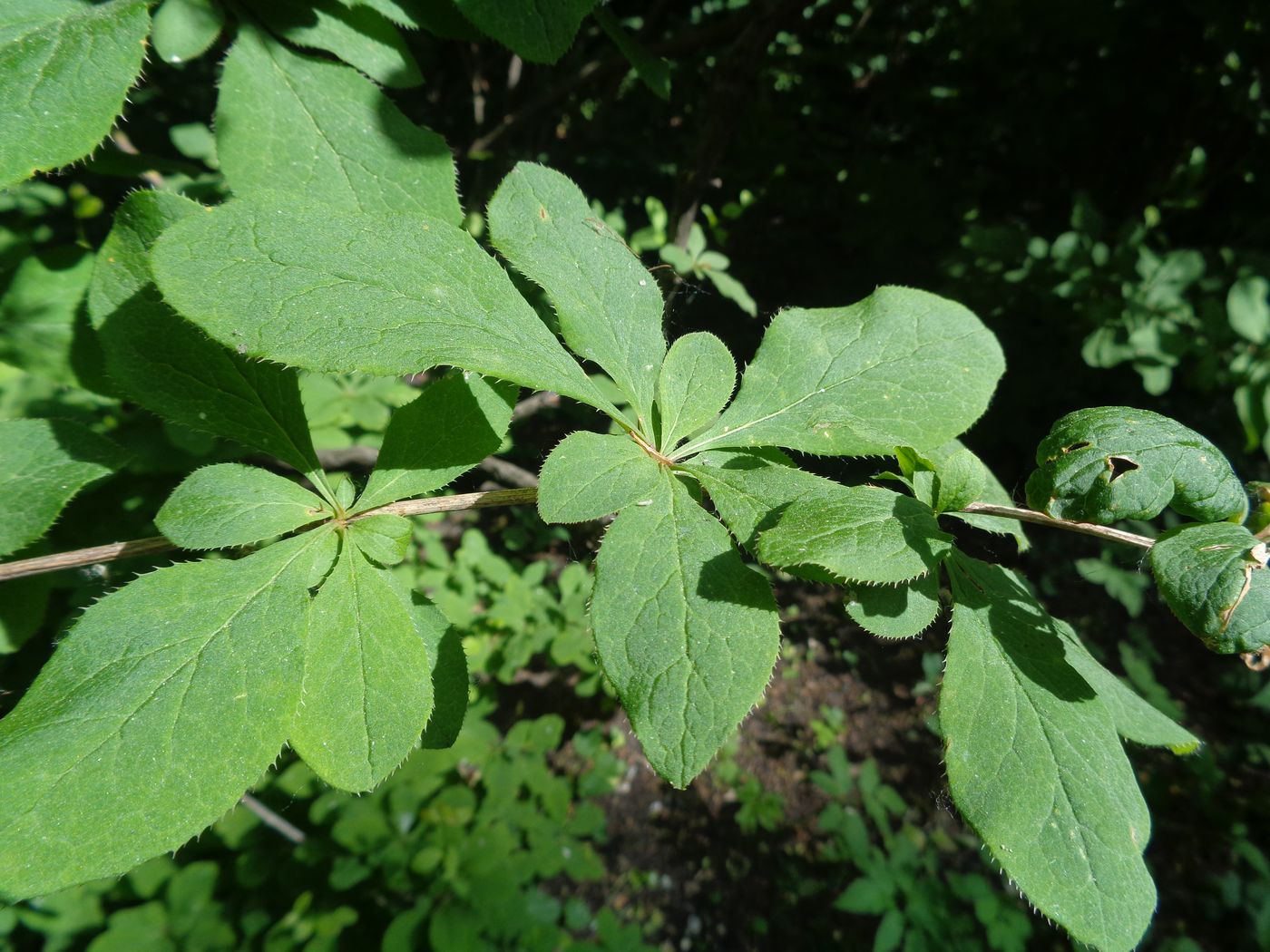 Image of Berberis amurensis specimen.