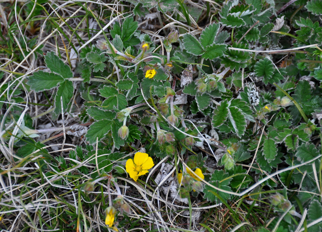 Изображение особи Potentilla nivea.