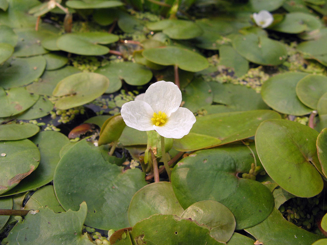 Изображение особи Hydrocharis morsus-ranae.