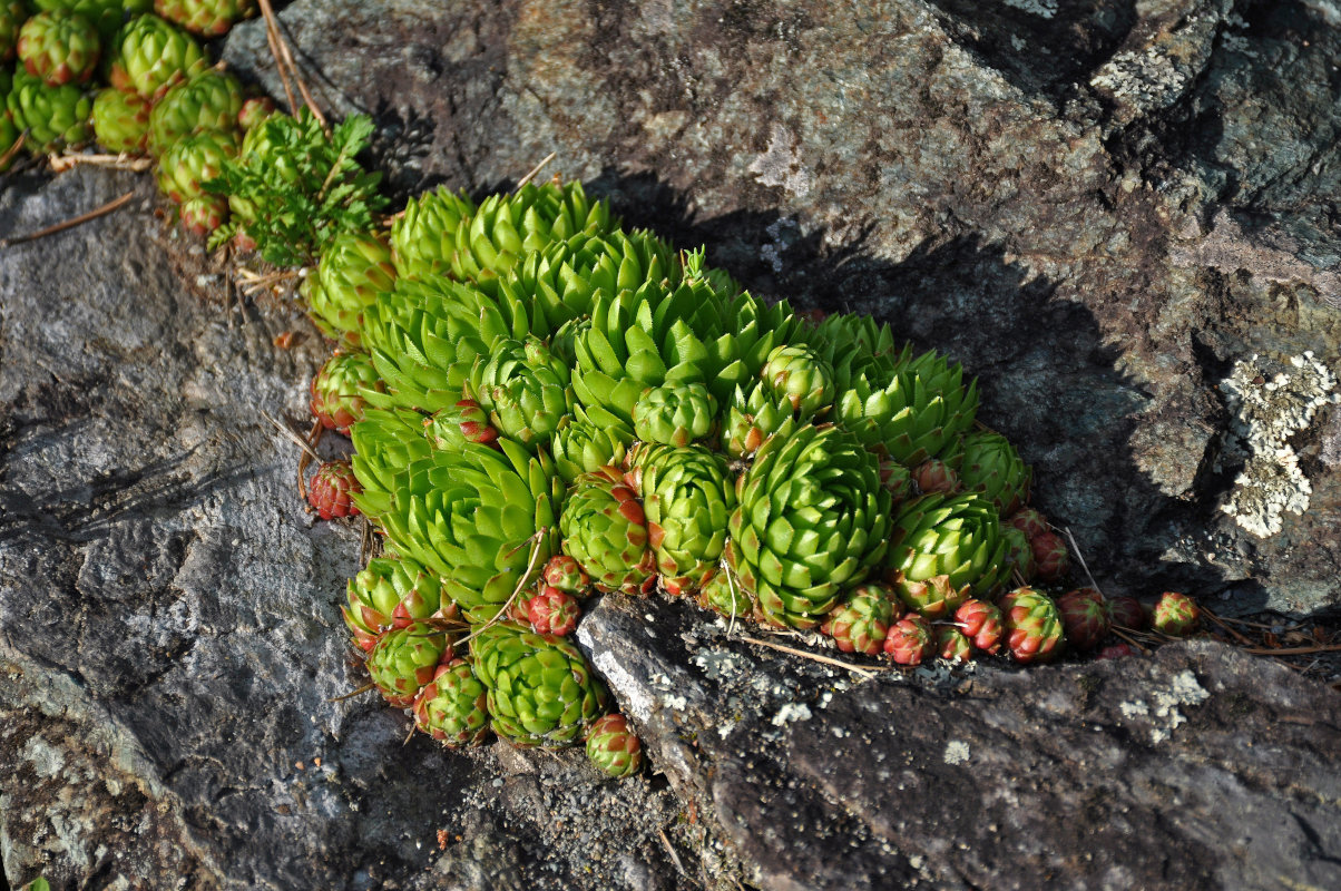 Image of Jovibarba globifera specimen.