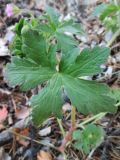 Geranium divaricatum