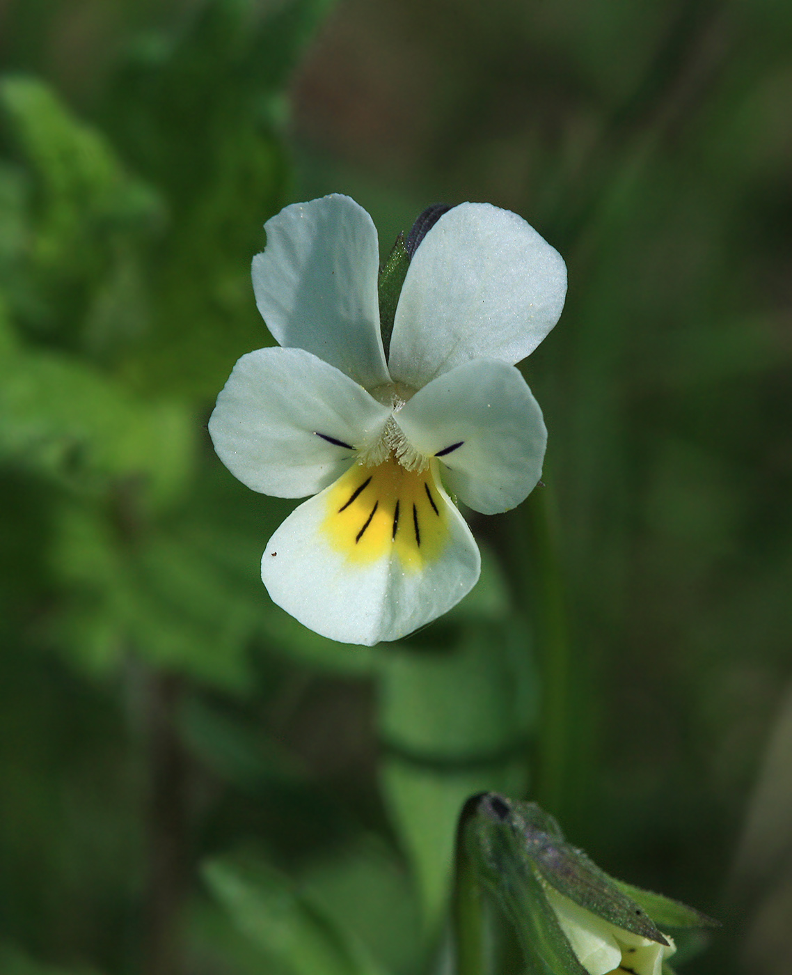 Image of Viola arvensis specimen.