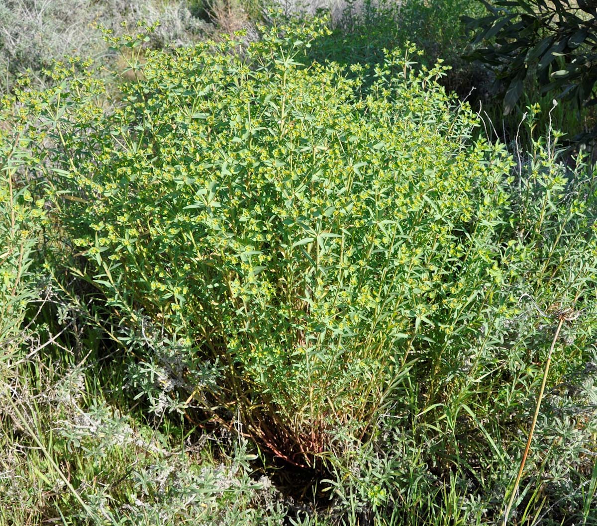 Image of Euphorbia terracina specimen.