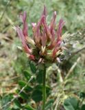 Astragalus platyphyllus