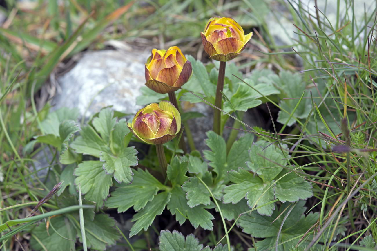 Изображение особи Trollius dschungaricus.