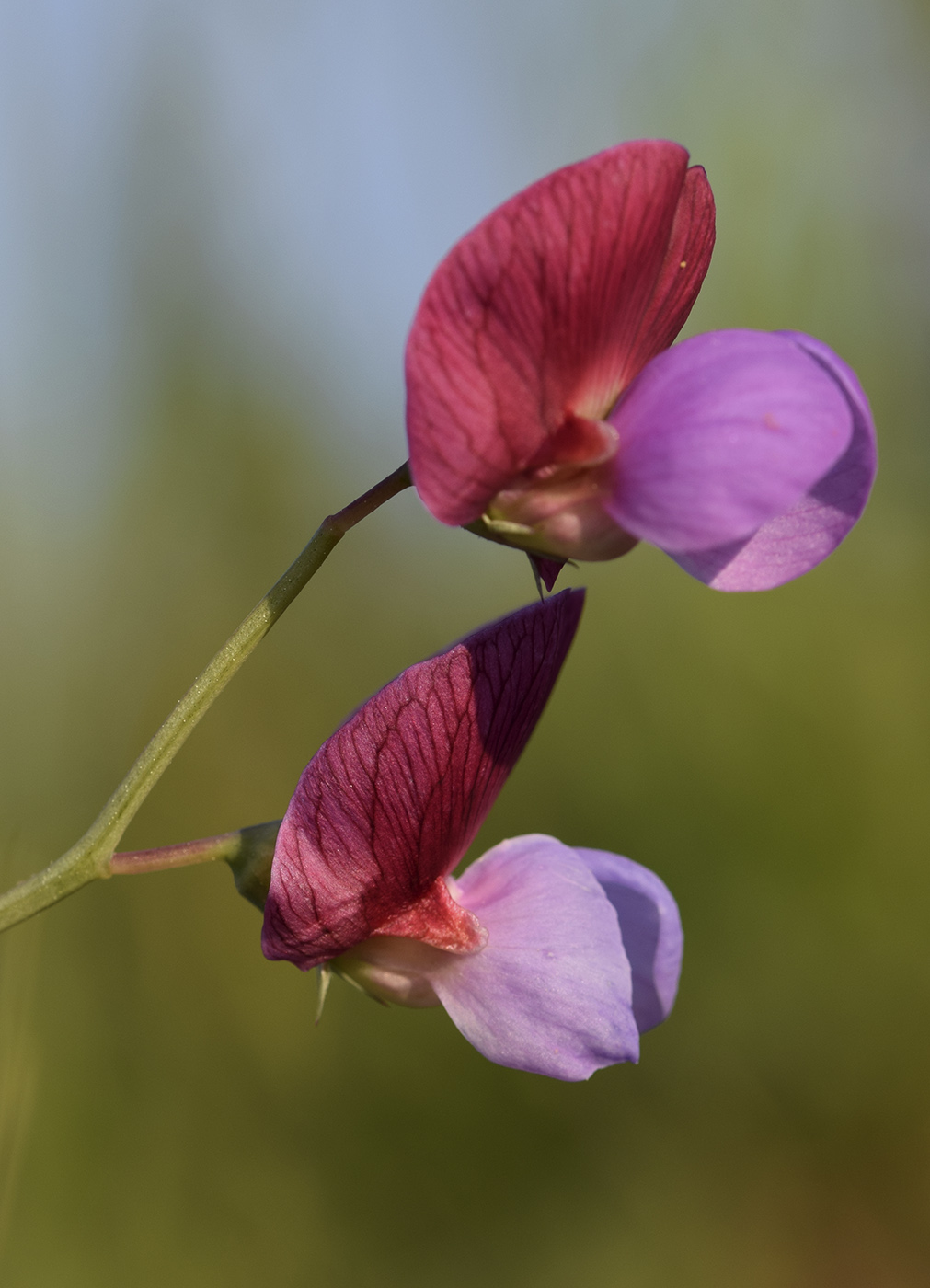 Image of Lathyrus clymenum specimen.