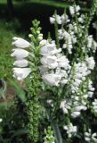 Physostegia virginiana. Соцветие с цветками и завязавшимися плодами (культивар). Крым, Симферополь, ботсад университета. 27 июля 2010 г.