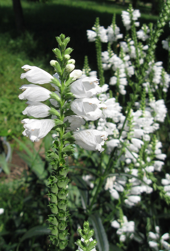 Image of Physostegia virginiana specimen.