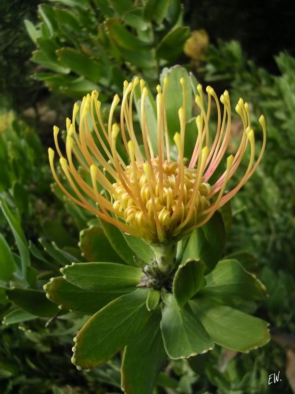 Image of Leucospermum cordifolium specimen.