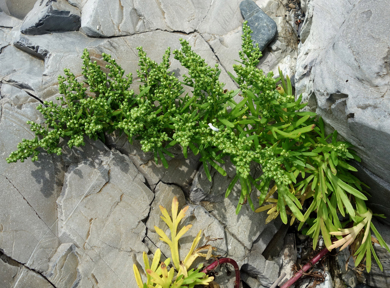 Image of Artemisia japonica specimen.