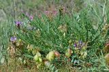 Astragalus skorniakowii