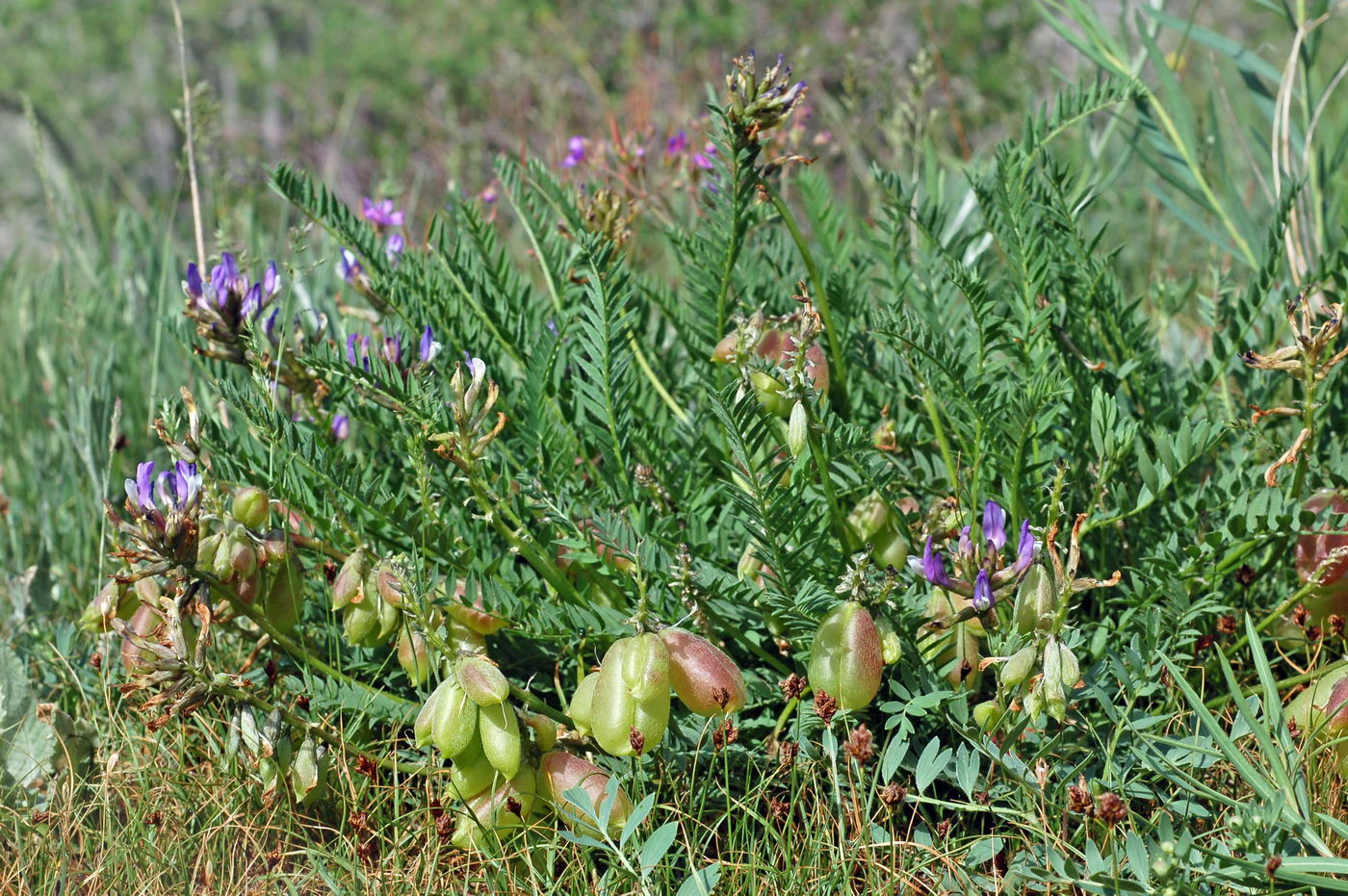 Image of Astragalus masenderanus specimen.