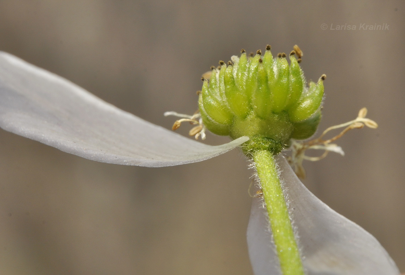 Image of Anemone amurensis specimen.