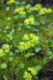 Chrysosplenium alternifolium