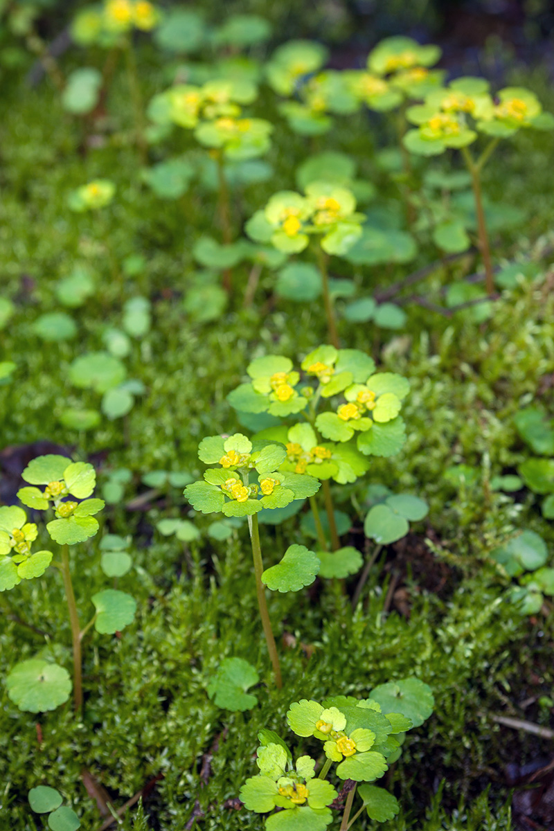 Image of Chrysosplenium alternifolium specimen.