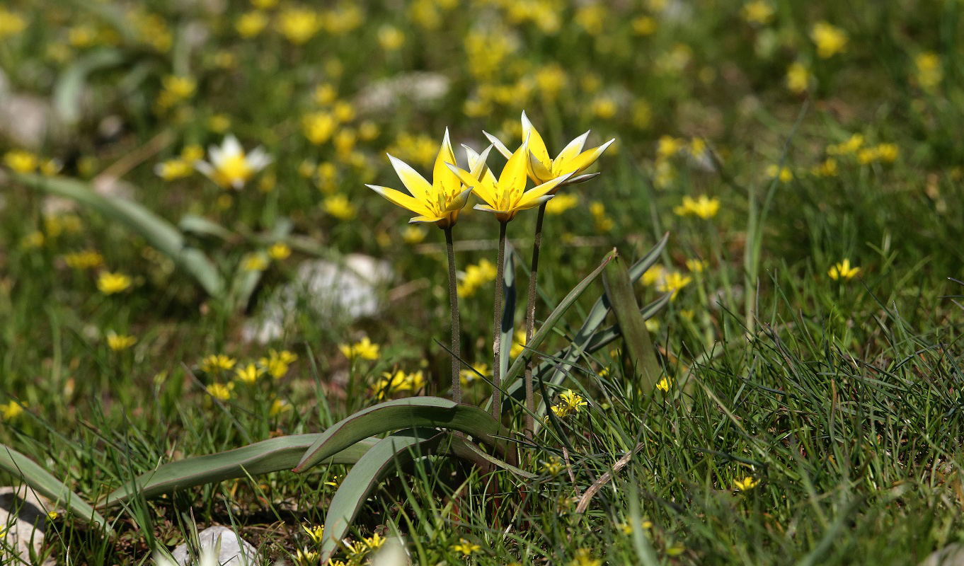 Image of Tulipa turkestanica specimen.