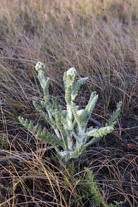 Изображение особи Pseudohandelia umbellifera.