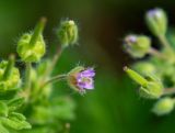 Geranium pusillum. Цветок и завязавшиеся плоды. Казахстан, Восточно-Казахстанская обл.; Западный Алтай, скл. Ульбинского хребта, окр. с. Ушановское, обочина дороги. 07.06.2020.