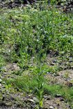 Camelina sylvestris