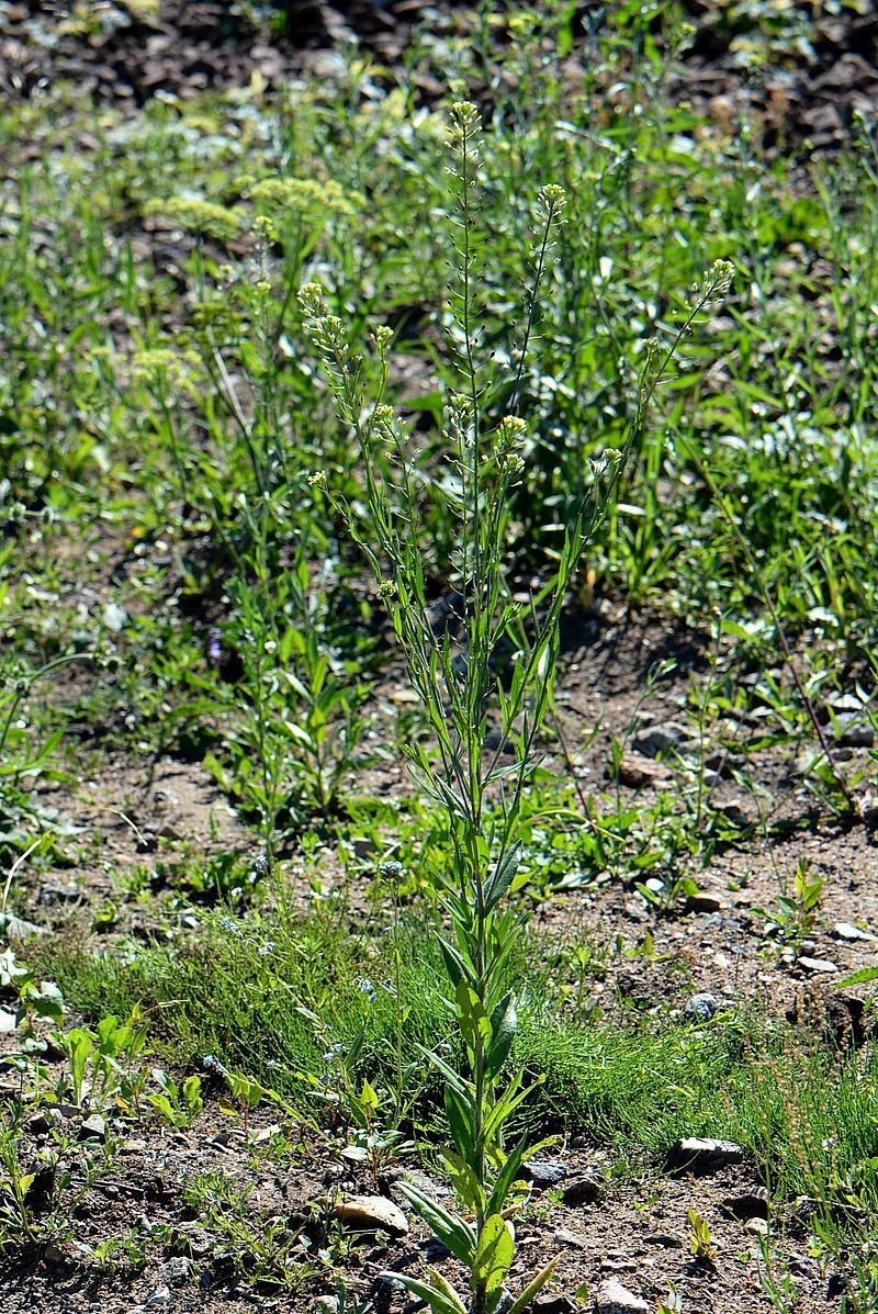 Изображение особи Camelina sylvestris.