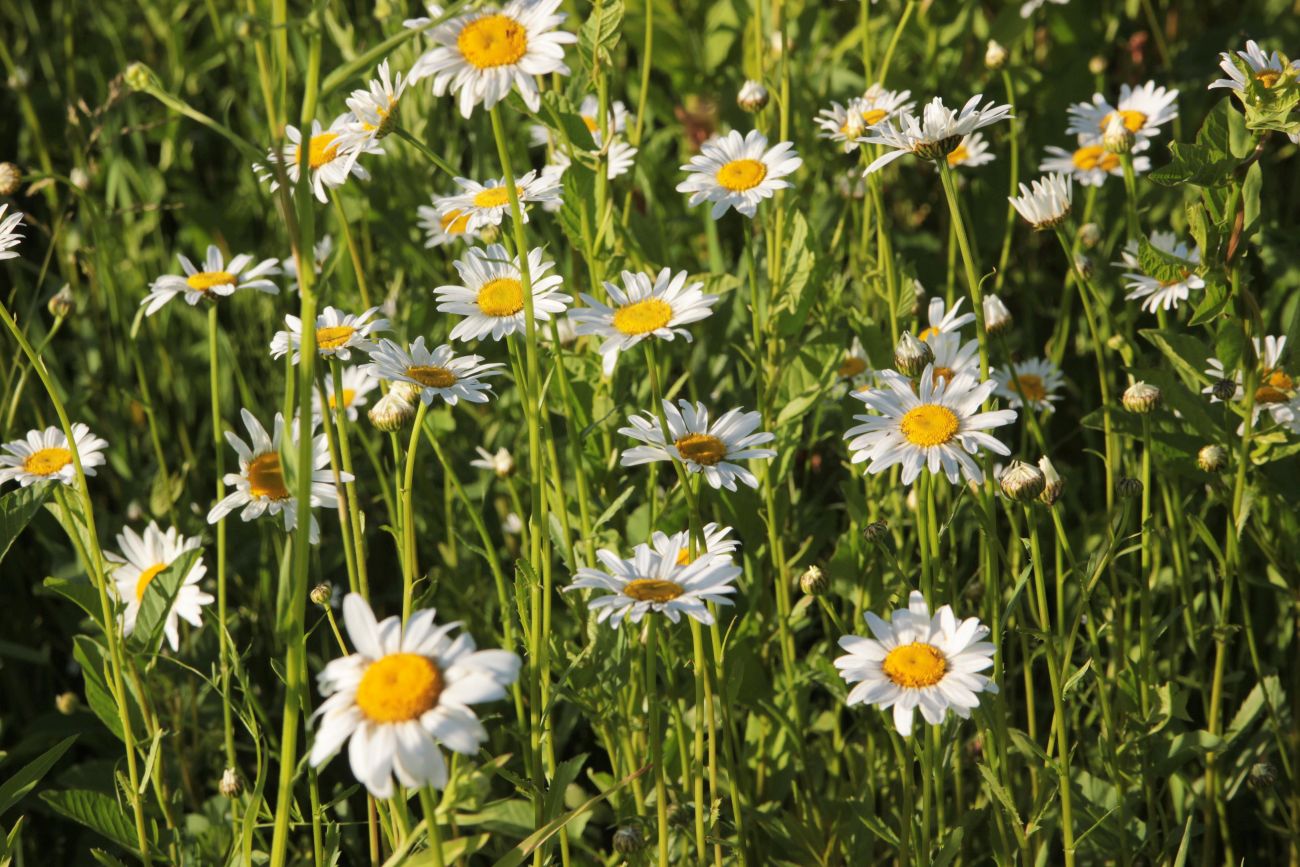 Изображение особи Leucanthemum vulgare.